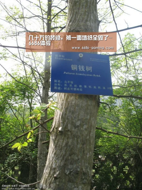 几十万的装修,被一面墙纸全毁了-6686体验(图2) 6686首页